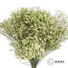 配花 | 水晶草黄色