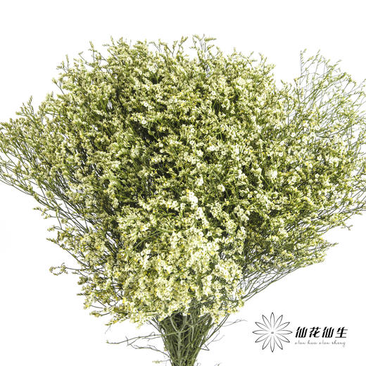 配花 | 水晶草黄色 商品图0