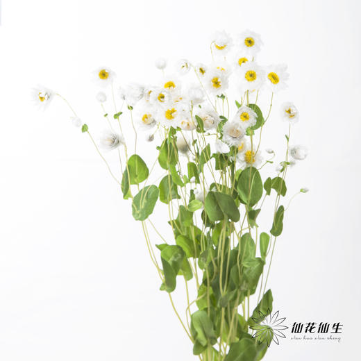 配花 | 鲁丹鸟白色 商品图4