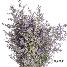 配花 | 情人草原色