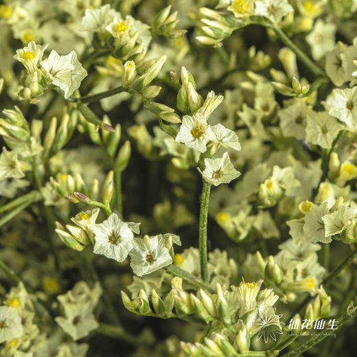 配花 | 水晶草黄色 商品图2