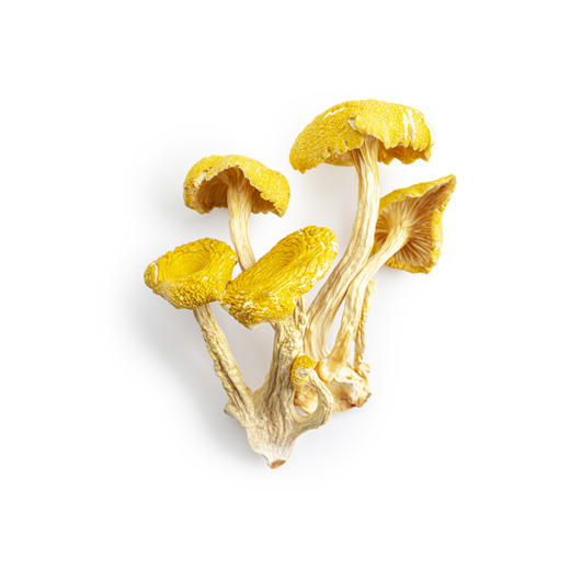 云小君 云南玉皇蘑 榆黄蘑黄金菇鸡油菌黄金顶侧耳黄丝菌小黄蘑菇