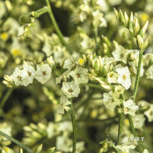 配花 | 水晶草黄色 商品图4