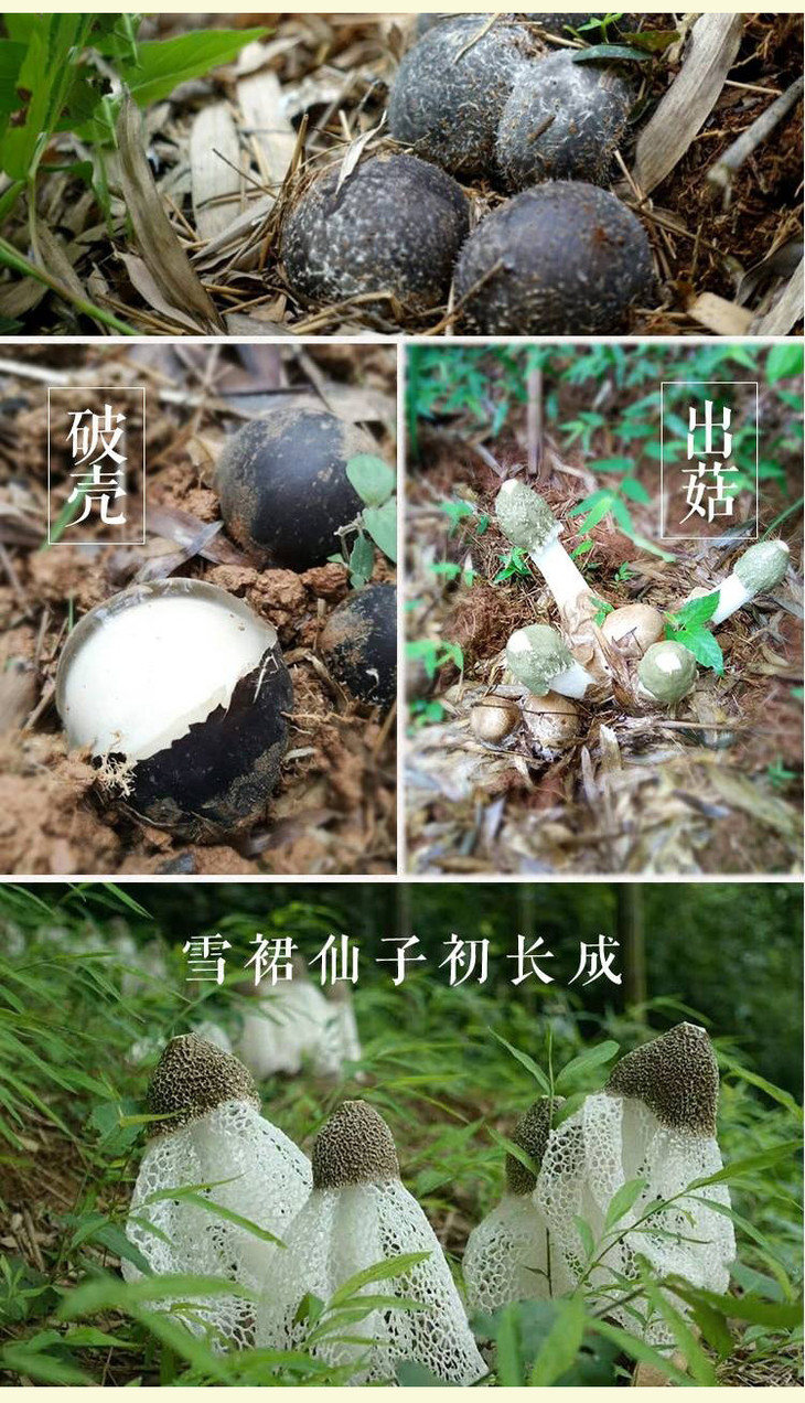 【玉竹園】軍創聯盟 蔡倫竹海林下種植竹蓀 脫裙竹蓀杆 可食率100%(買