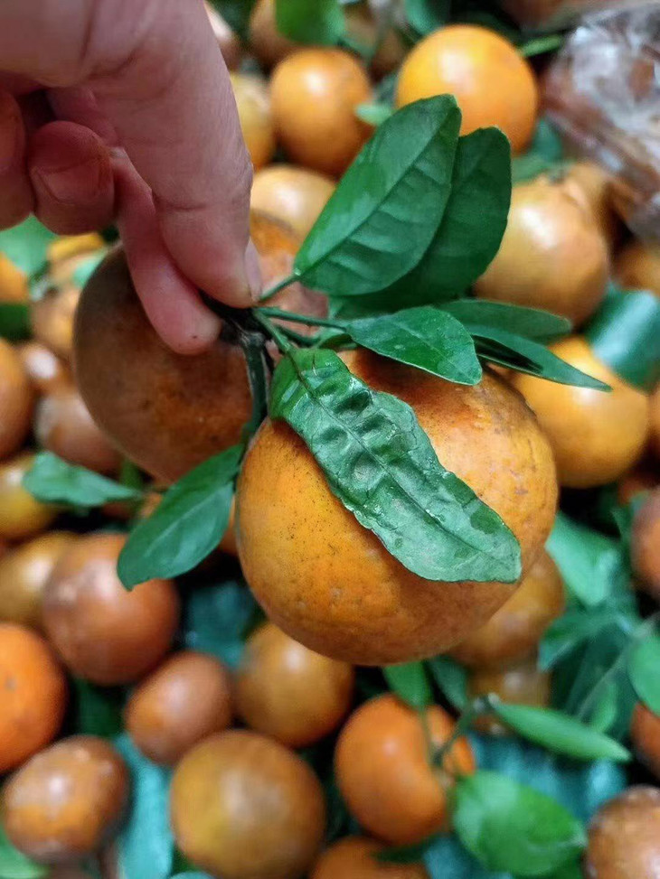 包公脸!蜜糖心!广西乌柑 下单48小时内发货!