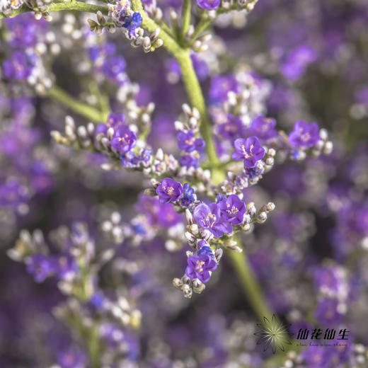 配花 | 情人草原色 商品图2