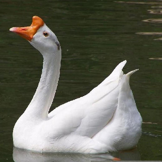 农家散养老鹅 现杀