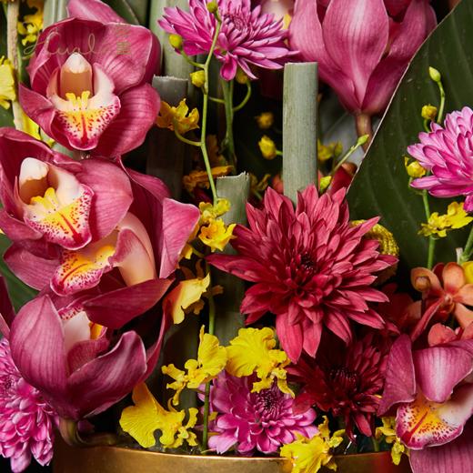 年宵花预定-紫金风华(红色大花蕙兰/跳舞兰/黄金球)