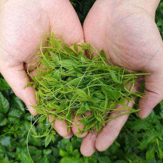 【常州馆】富硒堂正宗平利绞股蓝茶野生嫩芽七叶五叶平利绞股蓝养生龙须茶三高寸须250g 商品图3