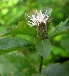 非典时北大深圳医院用一味中药来空气消毒，无1例SARS 院内感染 