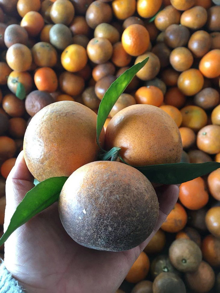 包公脸!蜜糖心!广西乌柑 下单48小时内发货!