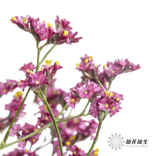 配花 | 水晶草红色 商品图1