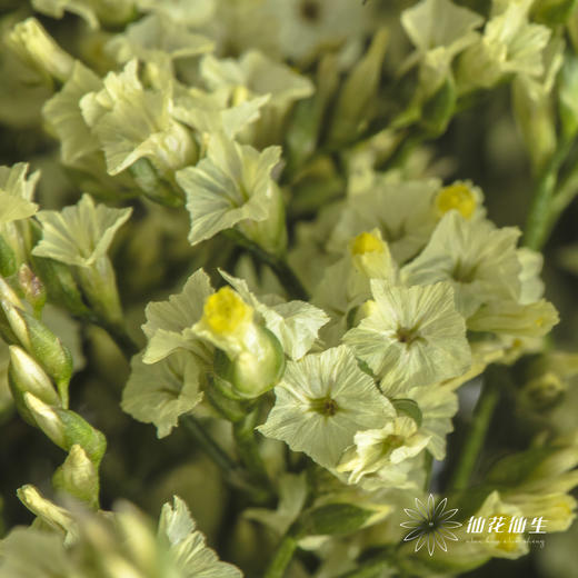 配花 | 水晶草黄色 商品图3