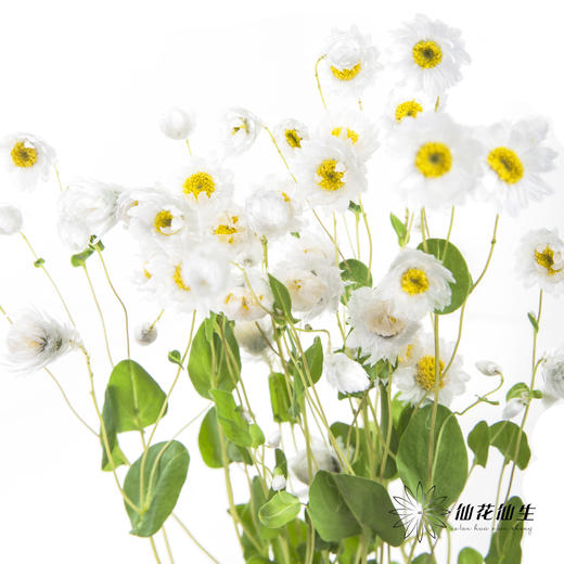 配花 | 鲁丹鸟白色 商品图3