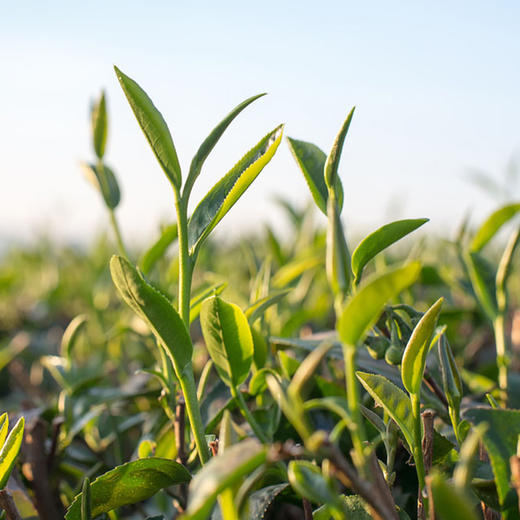 【常州馆】富硒堂毛尖新茶特惠嫩芽80g罐装春茶毛尖小绿茶包邮 商品图2
