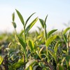 【常州馆】富硒堂绿茶叶新茶高山毛峰毛尖浓香型特级散装云雾春茶 商品缩略图4