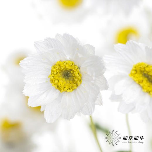 配花 | 鲁丹鸟白色 商品图0