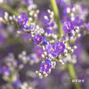 配花 | 情人草原色 商品缩略图3