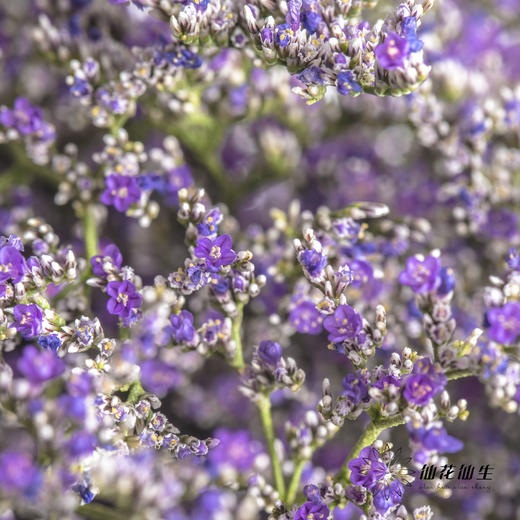 配花 | 情人草原色 商品图4