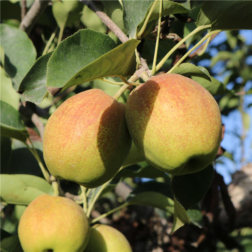 【梨中珍品】新疆库尔勒香梨8斤 皮薄肉细 香甜多汁 营养美味