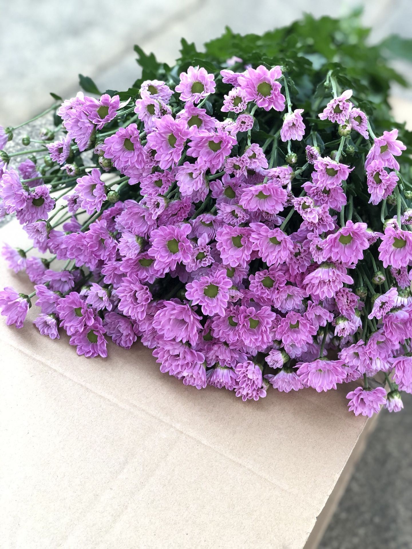 罗西粉小雏菊 一扎10支 包邮