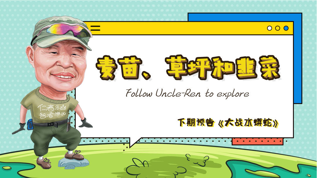 麦苗、草坪和韭菜