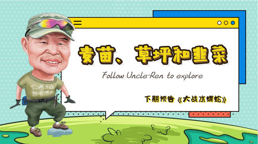 麦苗、草坪和韭菜 商品图0