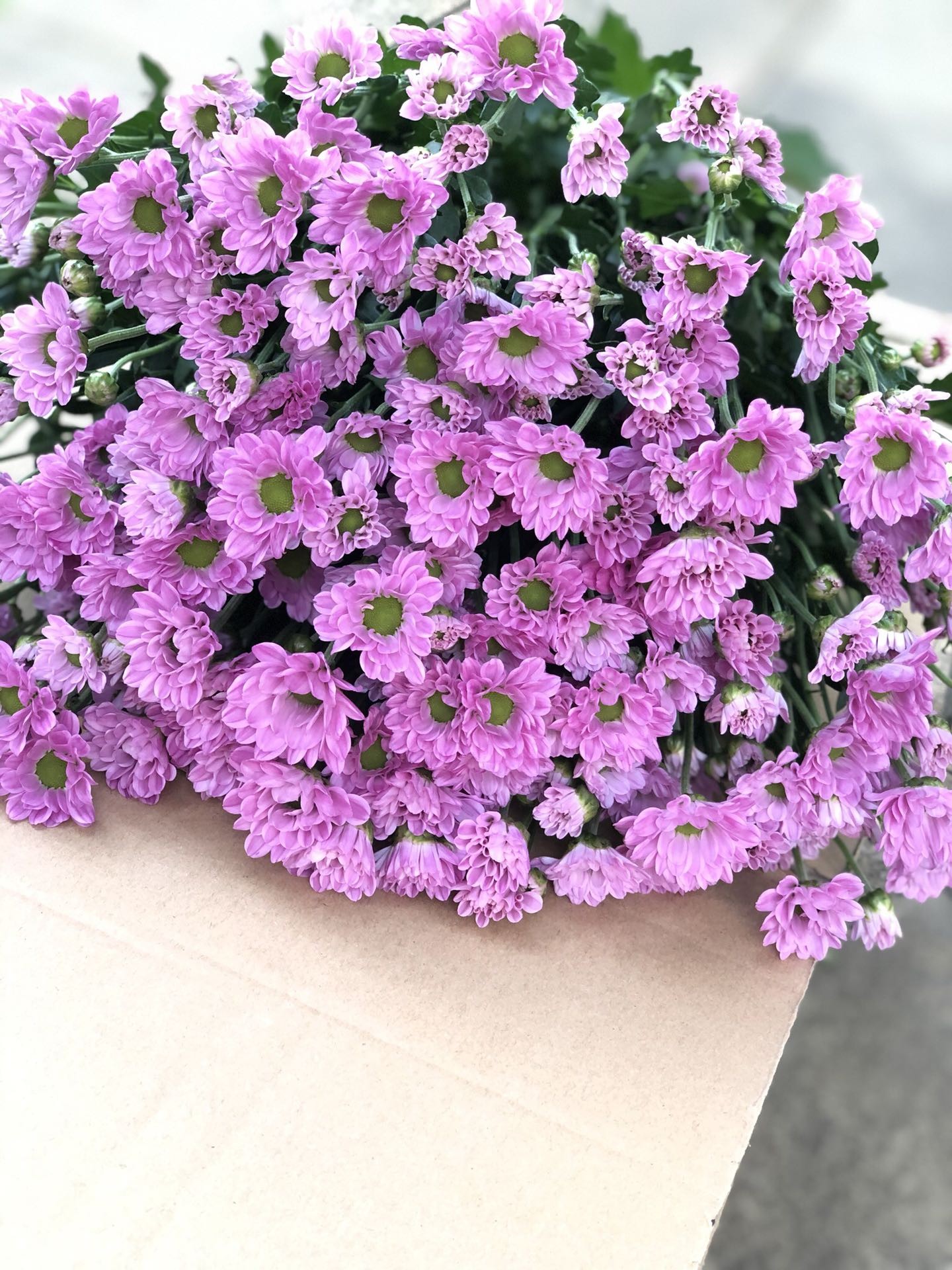 罗西粉小雏菊 一扎10支 包邮 - 拉芙鲜花