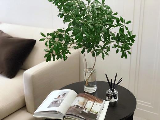 【周四团购】90公分马醉木78元 2人拼团 商品图1