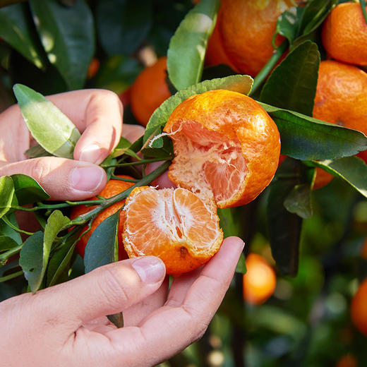正宗佛冈砂糖桔整箱5斤 橘子皮薄多汁 新鲜上市  全国非偏远地区包邮 商品图6