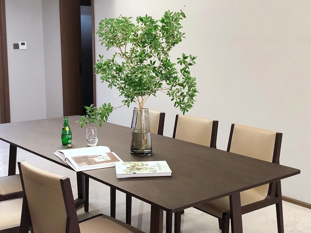 【周四团购】90公分马醉木78元 2人拼团