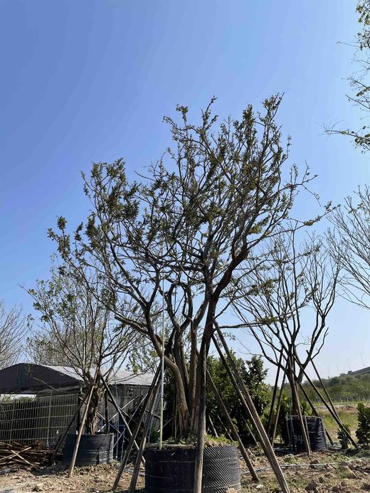 丛生朴树,地径65分,高度7-8米,冠幅6-6.5米,078现货sjyl043
