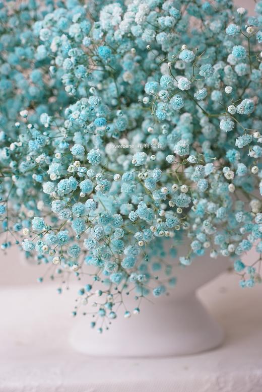 【周四团购】进口满天星49.9元 2人拼团 商品图2