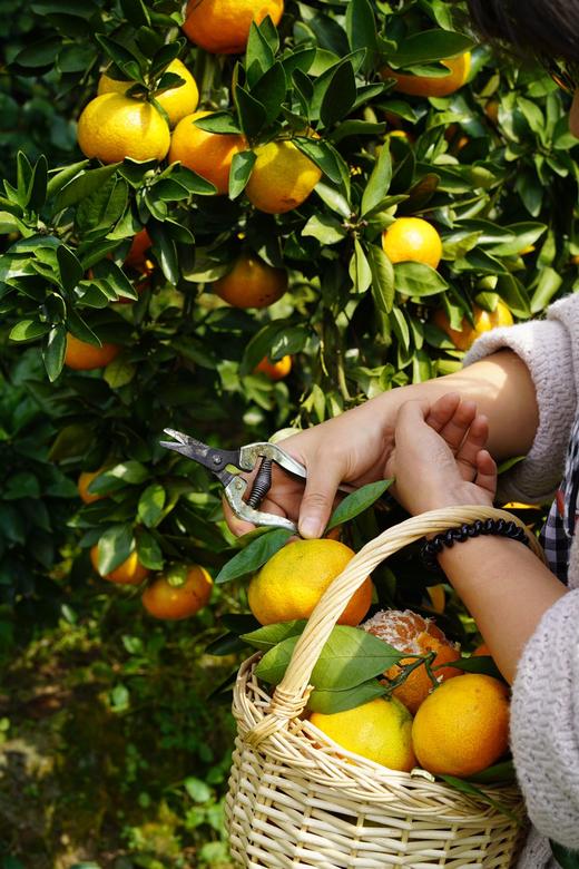 赣南蜜桔 10斤装 桔子不打蜡 人工挑选（限济南同城） 商品图6