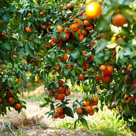 正宗佛冈砂糖桔整箱5斤 橘子皮薄多汁 新鲜上市  全国非偏远地区包邮 商品图5