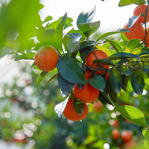 正宗佛冈砂糖桔整箱5斤 橘子皮薄多汁 新鲜上市  全国非偏远地区包邮 商品图7