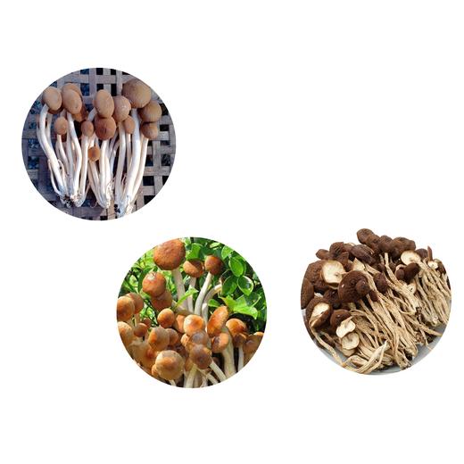 【登真缘】茶树菇100g/罐 商品图4