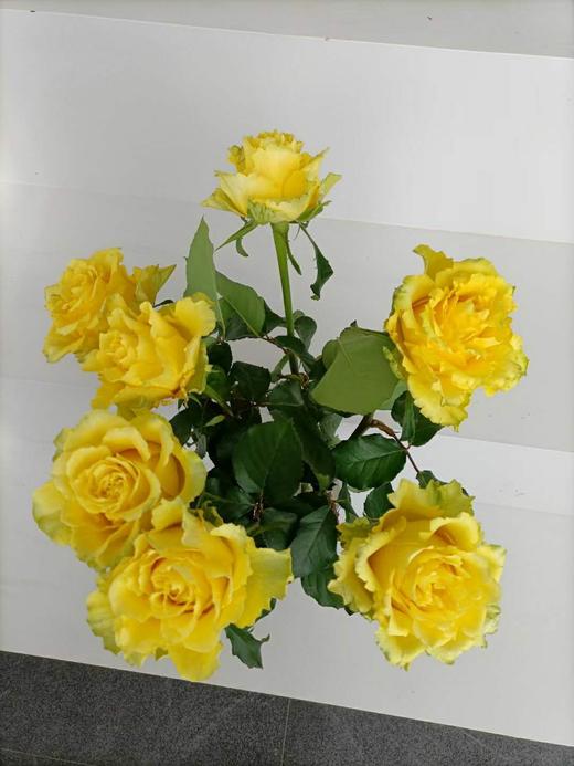 荷冠(黄色)暮光,10支/扎