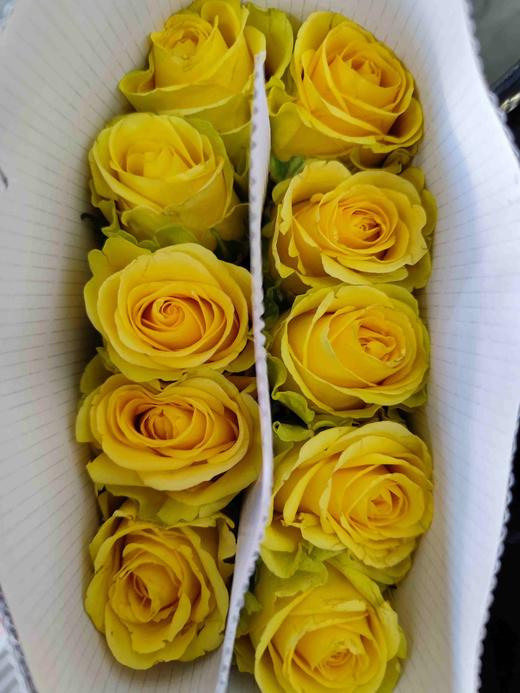 荷冠(黄色)暮光,10支/扎