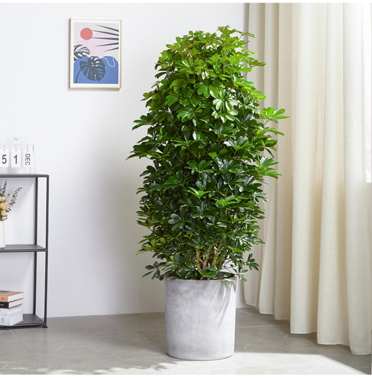 美迪花世界开业鸭脚木招财树开业乔迁送礼代写祝福合肥同城送货上门