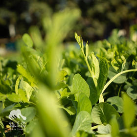 生态豌豆苗 | 绿家自产*Ecological pea seedlings | Self-production
