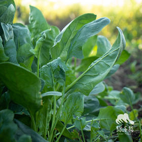生态菠菜 | 绿家自产 * ecological spinach | Self-production