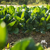 生态菠菜 | 绿家自产 * Ecological spinach | In-House Production 商品缩略图5
