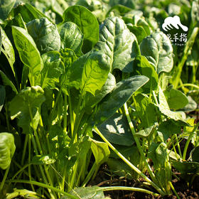 生态菠菜 | 绿家自产 * Ecological spinach | In-House Production