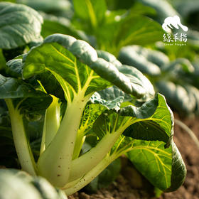 生态奶白菜 | 绿家自产* Eco-Milk Chinese cabbage | In-House Production
