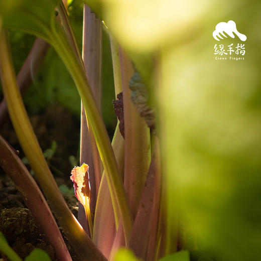 生态红菜苔 | 绿家自产 * ecological red choy sum | Self-production 商品图2