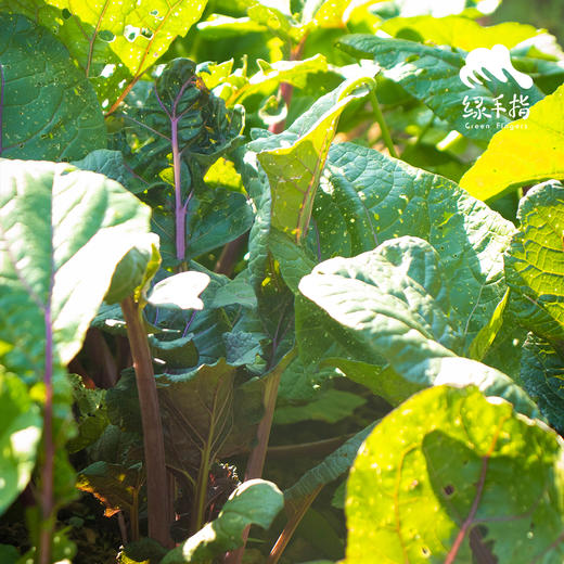 生态红菜苔 | 绿家自产 * Ecological red choy sum | In-House Production 商品图2
