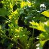 生态西芹（芹菜） | 绿家自产*Eco-celery | In-House Production 商品缩略图0