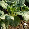 生态奶白菜 | 绿家自产* Eco-Milk Chinese cabbage | In-House Production 商品缩略图1