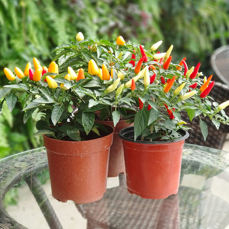 云南基地直发~绿植小辣椒1盆